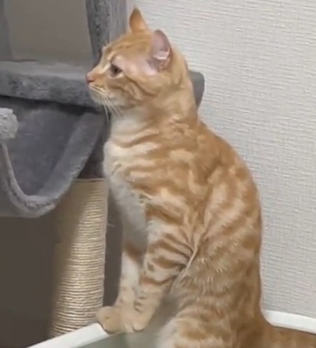 真剣な表情のむぎちゃん