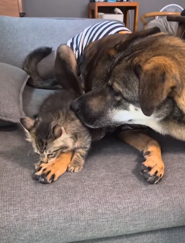 青い服を着た犬の前足を甘噛みする猫