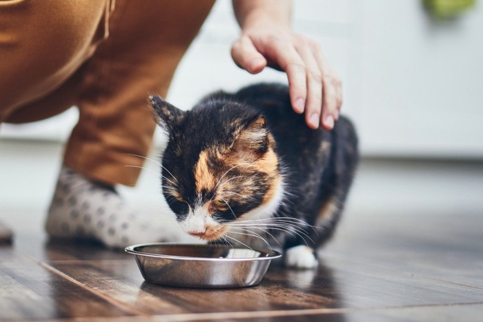 食事中の猫に触ろうとする飼い主