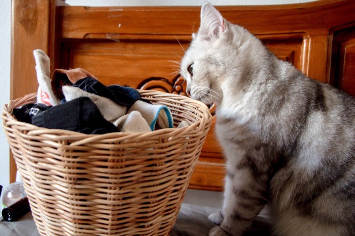 洗濯物のニオイをかぐ猫
