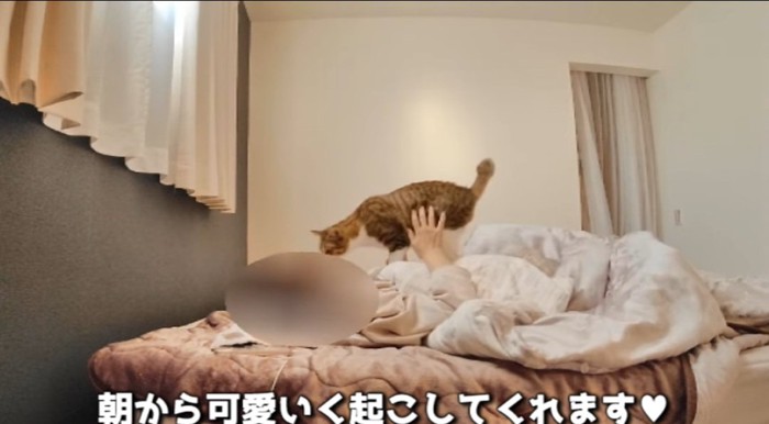 顔を近づける猫