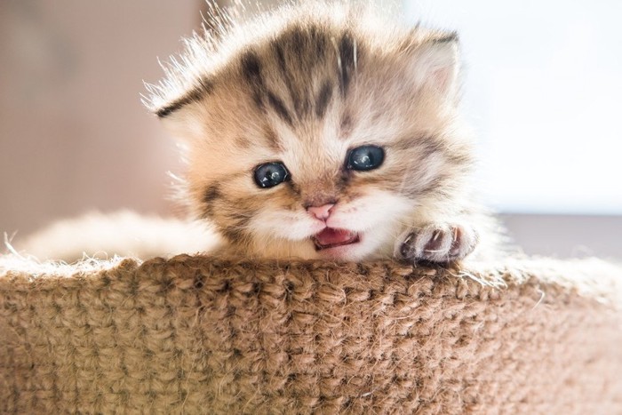 鳴く子猫