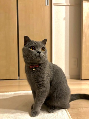 座っている猫