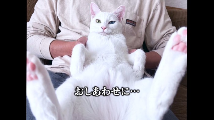 人のひざの上で仰向けになる猫