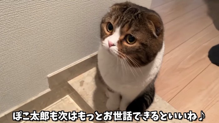 おすわりする猫