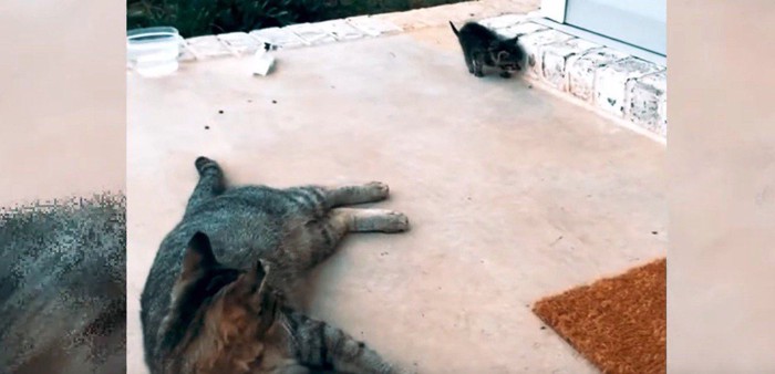 屋外に横になる母猫と子猫