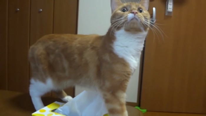 ティッシュをまたいで立っている猫