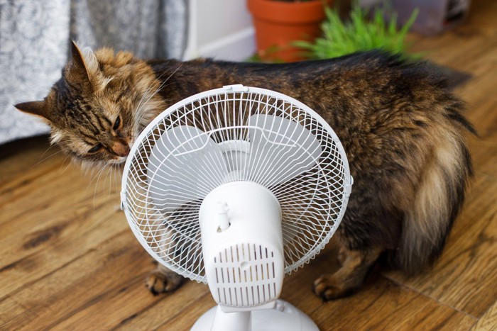 扇風機のにおいを嗅ぐ長毛猫