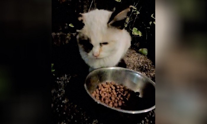 ご飯を食べに来た子猫