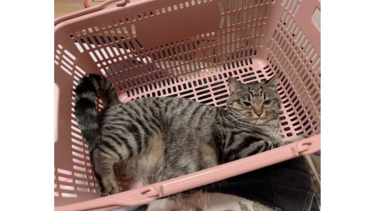 寝ている猫