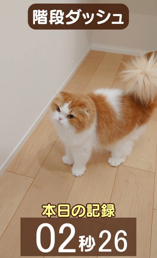 立っている猫