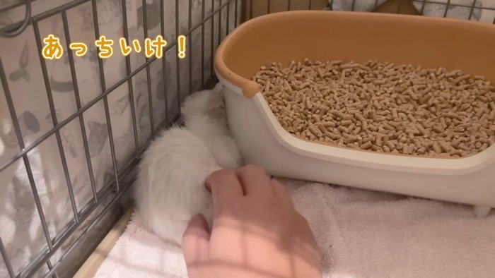 あっちいけ!