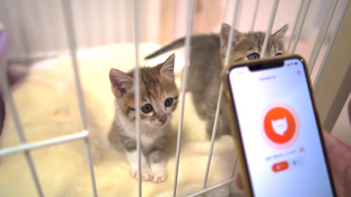 スマホと子猫