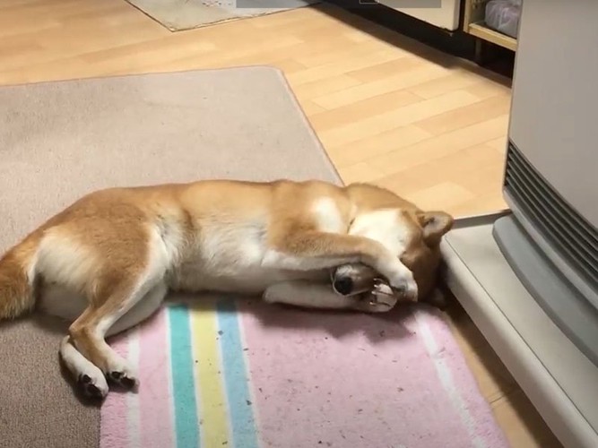 ストーブの前で眠る犬