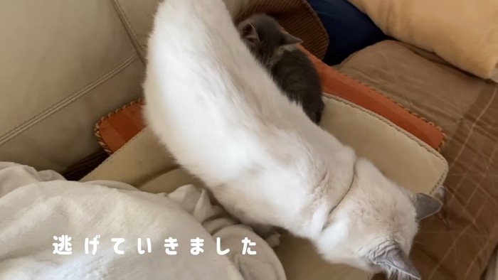 子猫のそばから離れる猫