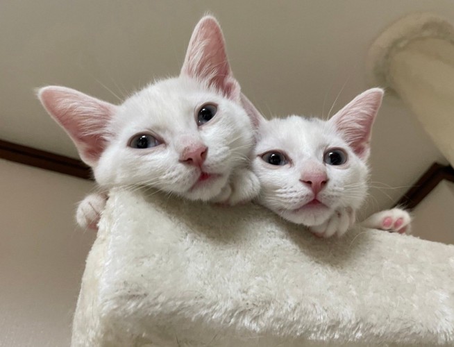 タワーから顔を出す2匹