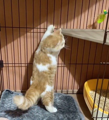 猫じゃらしを見る猫