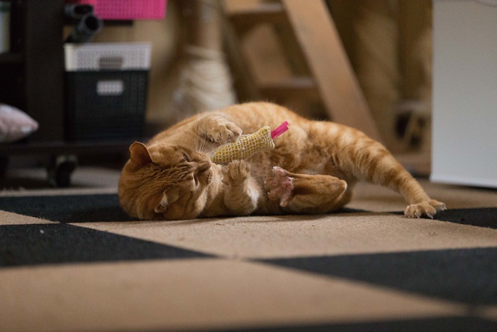 またたび付きおもちゃで遊ぶ猫