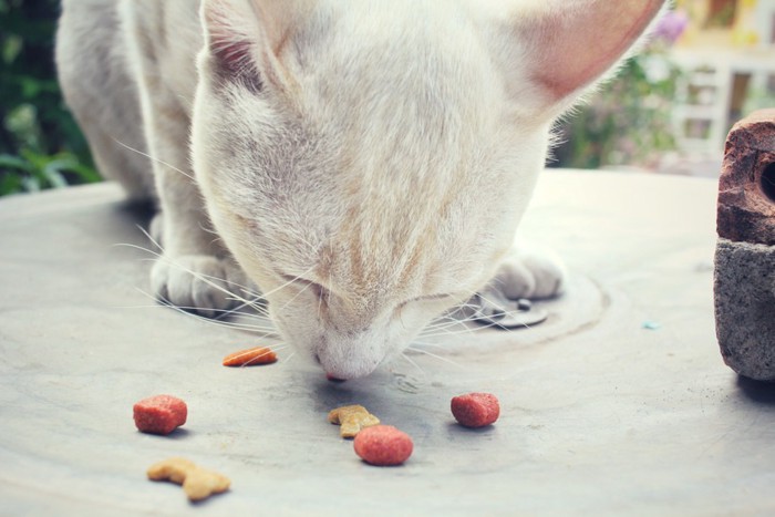 おやつを食べる猫