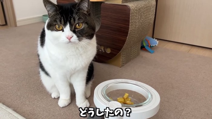 座る立ち耳猫