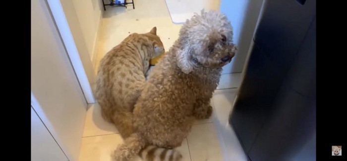 犬と猫