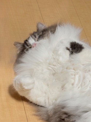 胸毛が長い猫