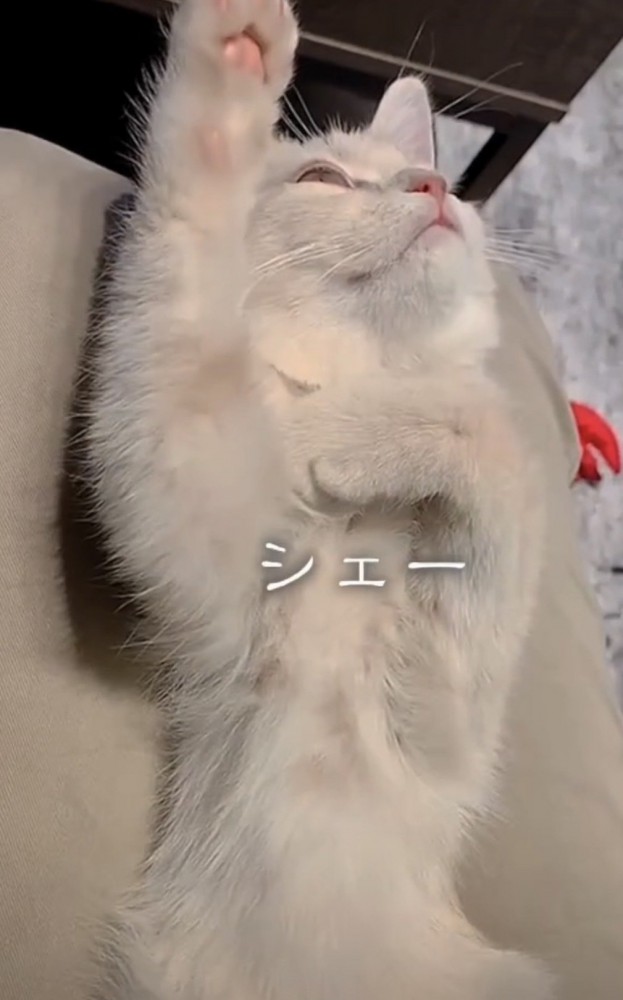 片手をあげる猫