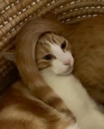 茶白猫の頭に乗っている茶トラ猫のしっぽ