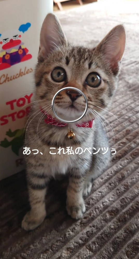 子猫と「あっ、これ私のベンツぅ」の字幕