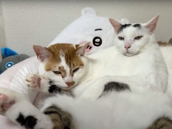 仰向けの猫