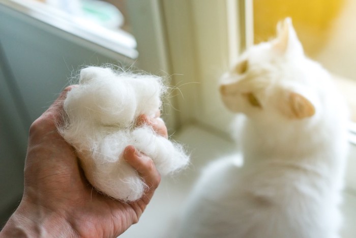 振り返る白猫とたくさんの抜け毛を持つ飼い主の手