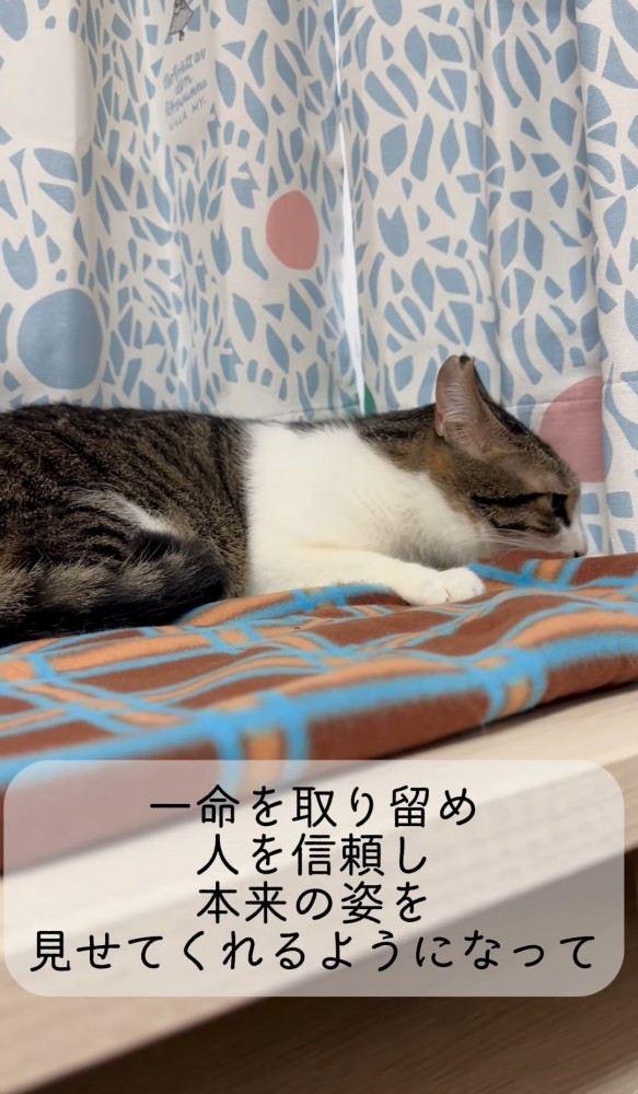 下を向く猫