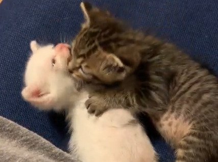 こむぎくんがこゆきちゃんの顔まわりにじゃれている様子