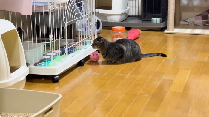 ケージ前のシンバちゃん