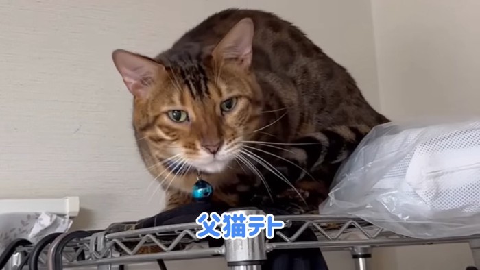 青い鈴の猫