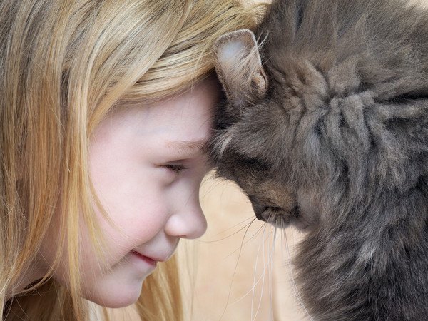 子供と頭を合わせる猫