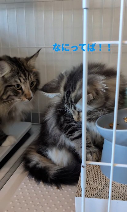 ご飯を食べる子猫と先住猫