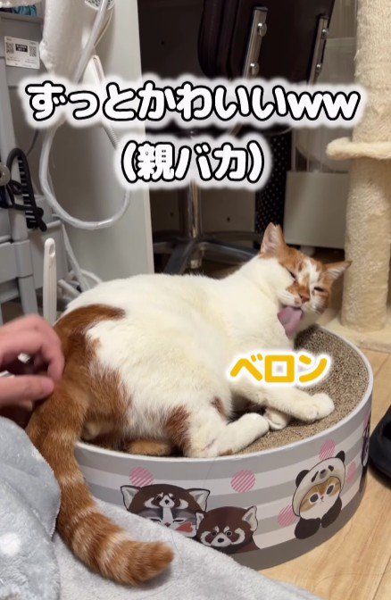 リラックスしている猫