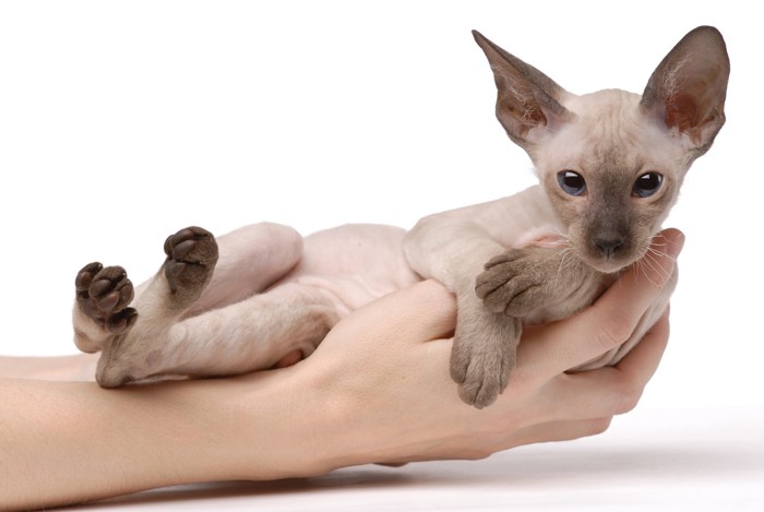 飼い主の手で抱っこされているピーターボールドの子猫