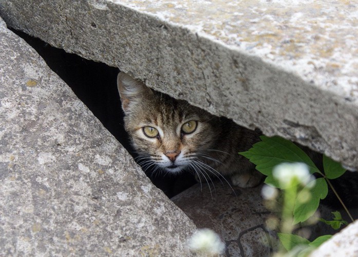 物陰に潜む猫