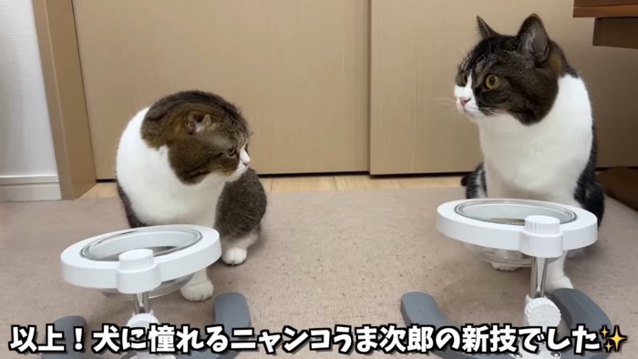 並んで座る2匹の猫