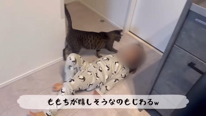 女の子と遊ぶキジトラ猫