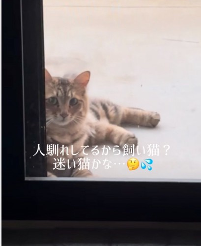 扉に体を預けてくつろぐ猫