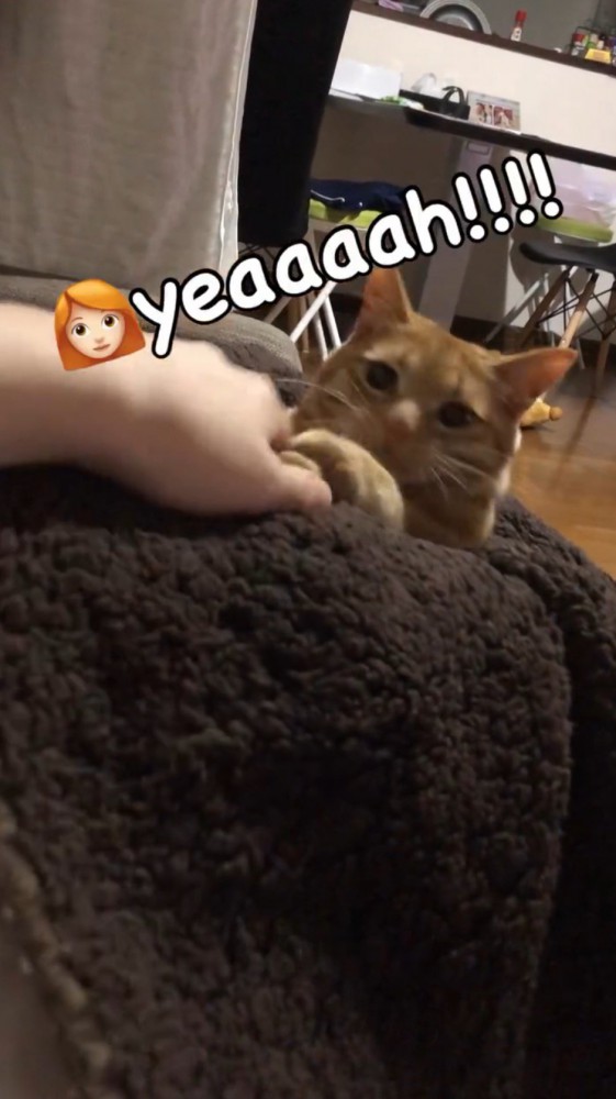 猫の前足にタッチする飼い主