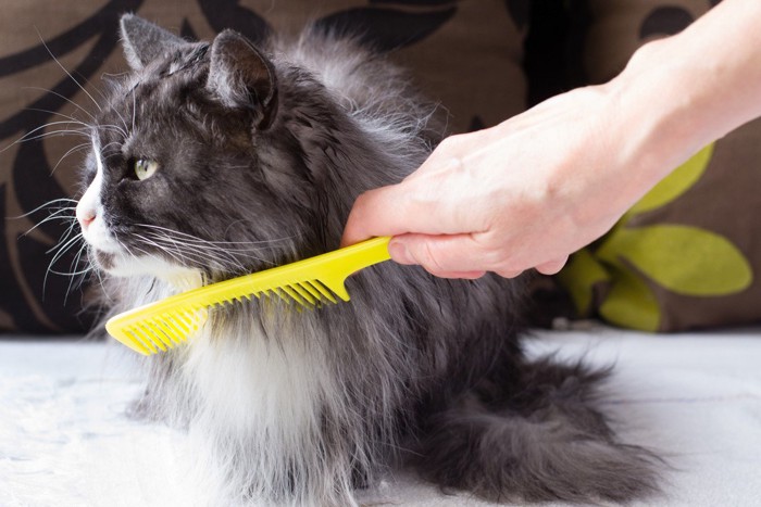 コームで顔の下を梳かされる猫