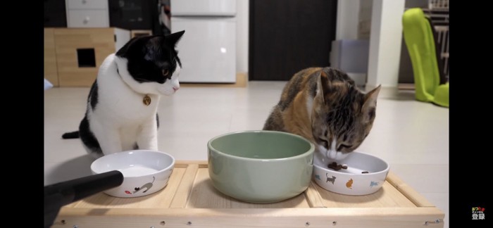 食べ終わって隣の猫を見つめる猫