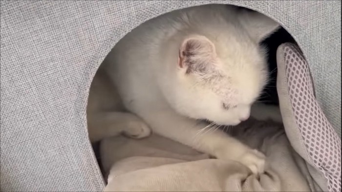 小屋の中にいる猫