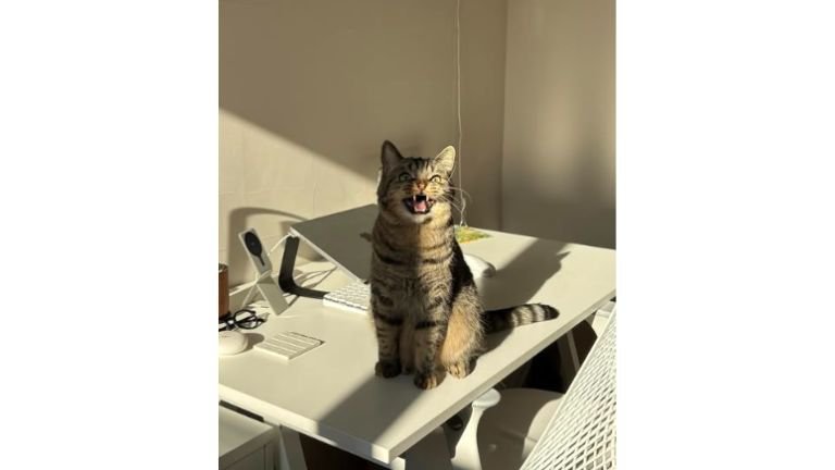 パソコン横の猫