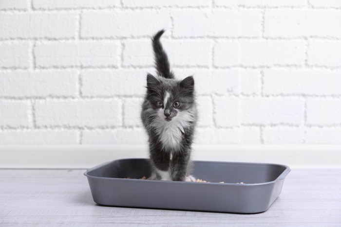 トイレに入る子猫