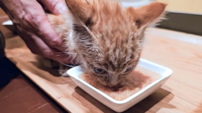 ごはんを食べる子猫の顔